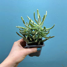 Load image into Gallery viewer, Senecio Scapusis

