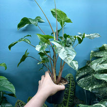 Load image into Gallery viewer, Syngonium Podophyllum Albo Variegata
