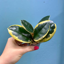 Load image into Gallery viewer, Hoya Australis Blondie Propagation Pot
