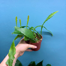 Load image into Gallery viewer, Epiphyllum Sarah Courant A
