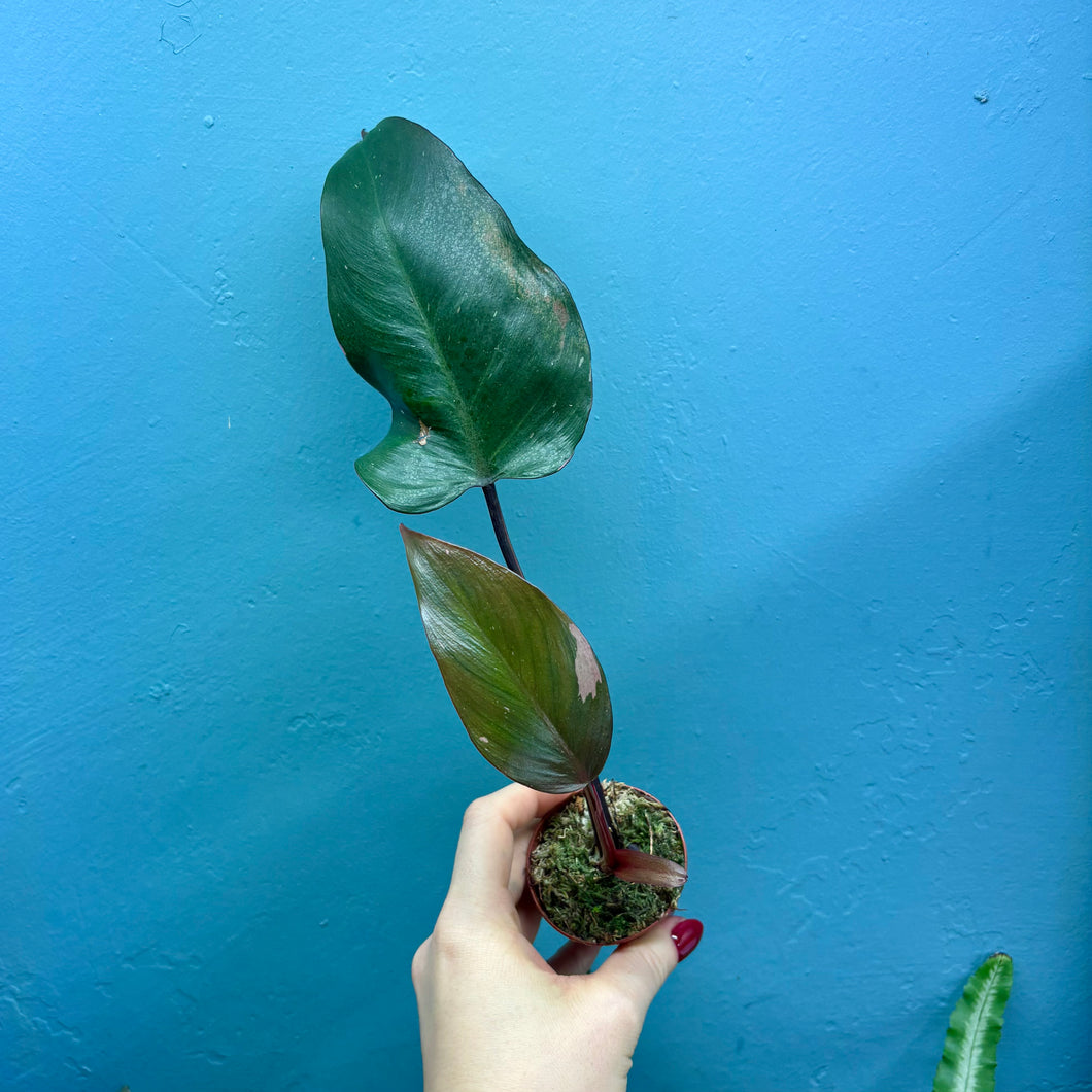 Philodendron 'Pink Princess'