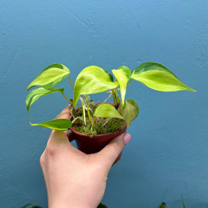 Philodendron Scandens 'Brasil'