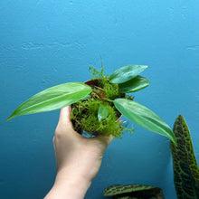 Load image into Gallery viewer, Philodendron Erubescens 'Red Emerald'
