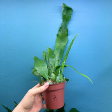 Load image into Gallery viewer, Epiphyllum Sarah Courant A
