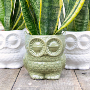 Owl Plant Pot (2 colours)