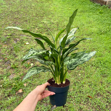 Load image into Gallery viewer, Aglaonema &#39;Maria&#39; (Chinese Evergreen)
