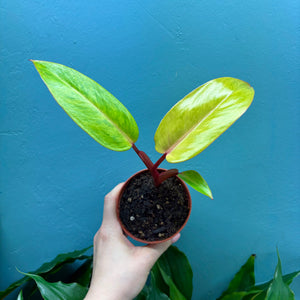 Philodendron 'Painted Lady'