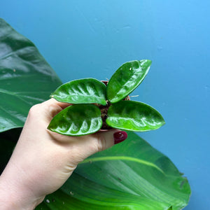 Hoya Krinkle 8 Propagation Pot