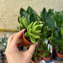 Load image into Gallery viewer, Crassula 'Ben'
