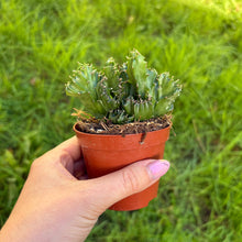 Load image into Gallery viewer, Euphorbia Lactea F. Cristata
