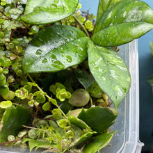 Load image into Gallery viewer, Propagation Bundle Tub 85 - Hoya, Peperomia, Pilea, Schlumbergera &amp; Hoya
