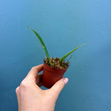 Load image into Gallery viewer, Hoya Callistophylla Propagation Pot
