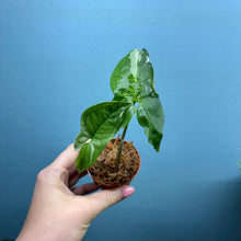 Load image into Gallery viewer, Syngonium Podophyllum Albo Variegata Propagation Pot

