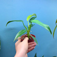 Load image into Gallery viewer, Philodendron &#39;Jerry Horne&#39;
