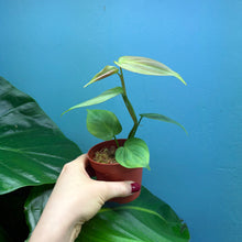 Load image into Gallery viewer, Philodendron Camposportoanum

