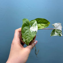 Load image into Gallery viewer, Syngonium Podophyllum Albo Variegata Propagation Pot
