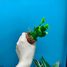 Load image into Gallery viewer, Schlumbergera &#39;Christmas Cactus&#39; Propagation Pot
