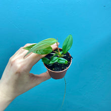 Load image into Gallery viewer, Philodendron Scandens Micans Propagation Pot
