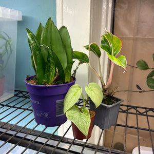 Prop Box Eviction: Bundle A