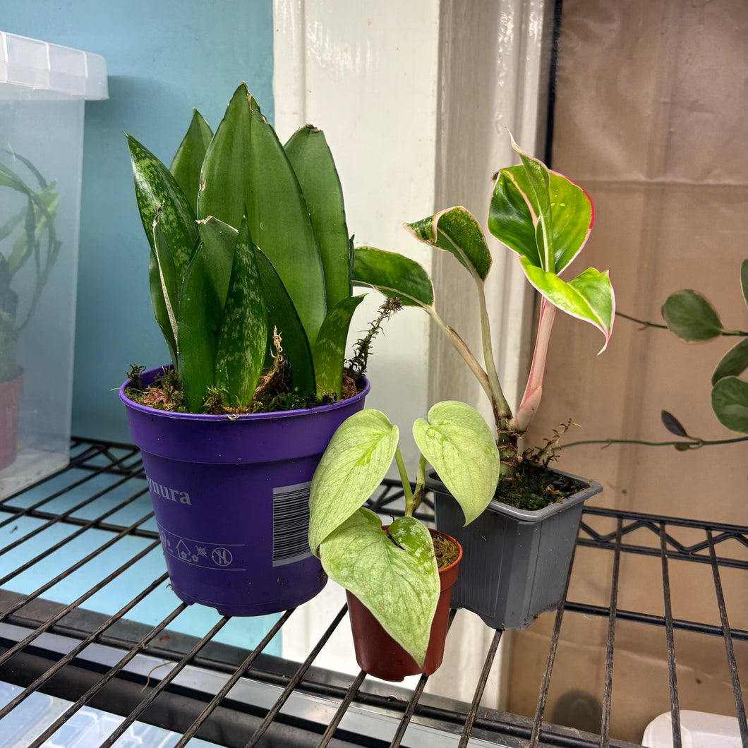 Prop Box Eviction: Bundle A