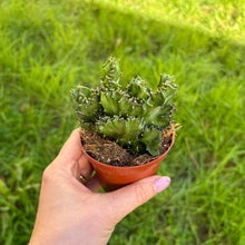 Load image into Gallery viewer, Euphorbia Lactea F. Cristata
