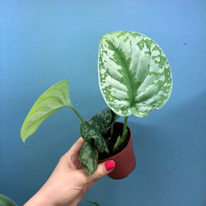 Scindapsus 'Trebie' Rooted Cutting