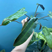 Load image into Gallery viewer, Philodendron Atabapoense
