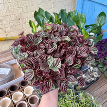Load image into Gallery viewer, Peperomia &#39;Luna&#39;
