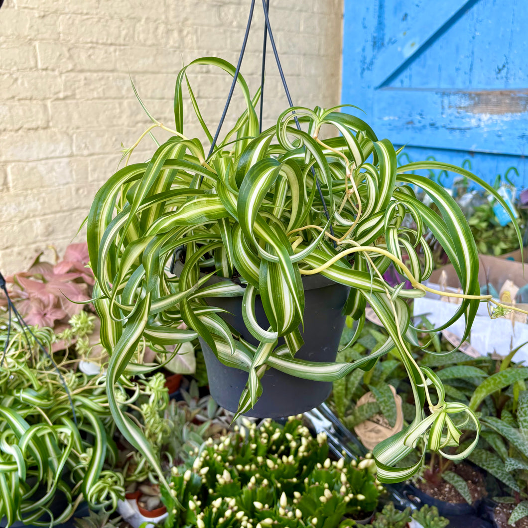 Chlorophytum 'Bonnie' Variegated (Curly Spider Plant) Hanging Pot