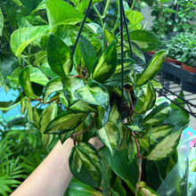Load image into Gallery viewer, Hoya Carnosa Tricolour 'Krimson Princess' Hanging Pot
