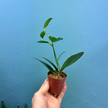 Load image into Gallery viewer, Hoya Australis Propagation Pot
