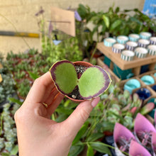 Load image into Gallery viewer, Kalanchoe Synsepala
