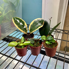 Load image into Gallery viewer, Prop Box Eviction: Bundle D Hoya
