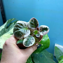 Load image into Gallery viewer, Saintpaulia Variegated 'African Violet' Propagation Small Plant
