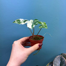 Load image into Gallery viewer, Syngonium Podophyllum Albo Variegata Rooted Cutting
