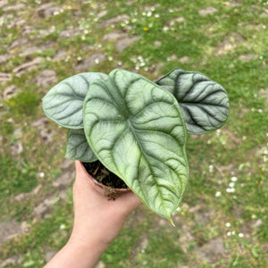 Alocasia 'Silver Dragon'