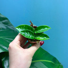 Load image into Gallery viewer, Hoya Krinkle 8 Propagation Pot
