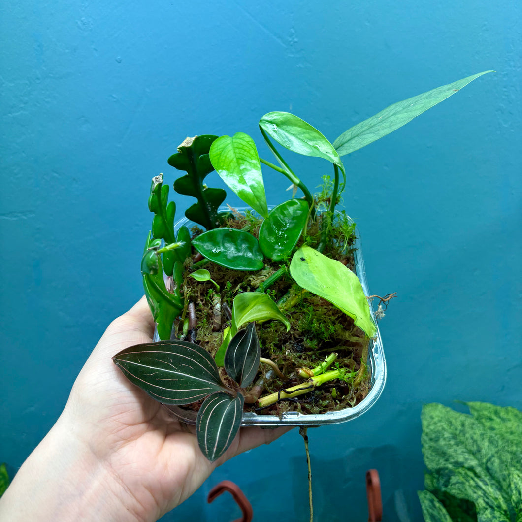 Propagation Bundle Tub 62 - Jewel Orchid, Hoya, Cebu Blue & Epiphyllum