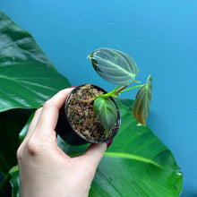 Load image into Gallery viewer, Philodendron Melanochrysum Rooted Cutting
