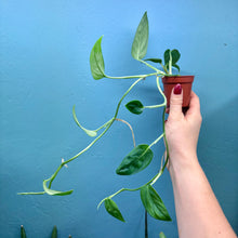 Load image into Gallery viewer, Monstera Aureopinnata aff.
