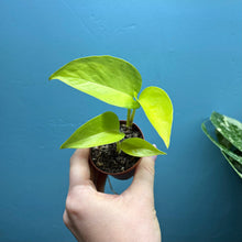 Load image into Gallery viewer, Baby Epipremnum Aureum 'Neon Pothos'
