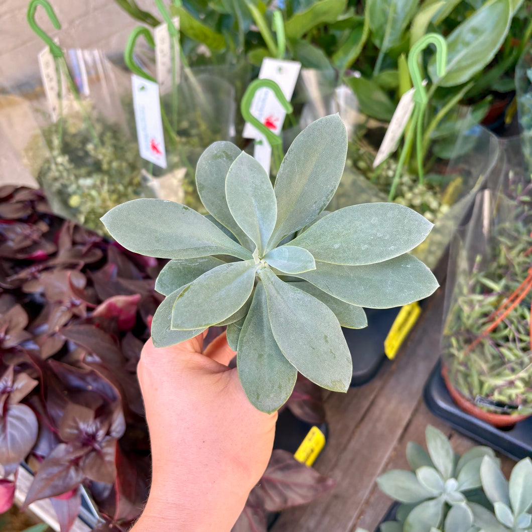 Senecio 'Mountain Fire'