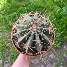 Load image into Gallery viewer, XL Ferocactus
