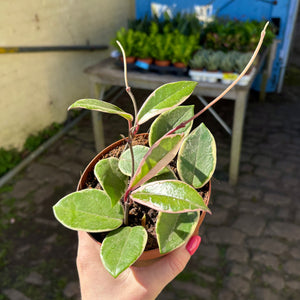 Hoya Carnosa Tricolour 'Flamingo Dream'