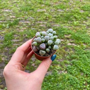 Fenestraria 'Baby Toes'