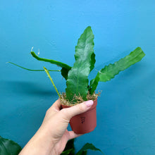 Load image into Gallery viewer, Epiphyllum Sarah Courant B

