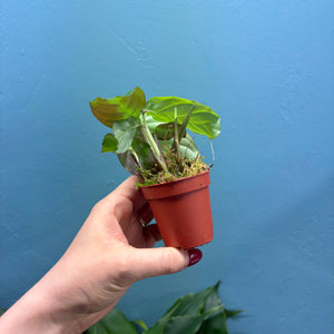 Maranta Silver Band 'Prayer Plant'