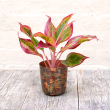 Load image into Gallery viewer, Aglaonema &#39;Crete&#39; (Chinese Evergreen)
