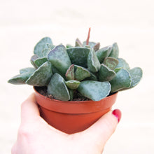 Load image into Gallery viewer, Adromischus Cooperi &#39;Plover Eggs Plant&#39;
