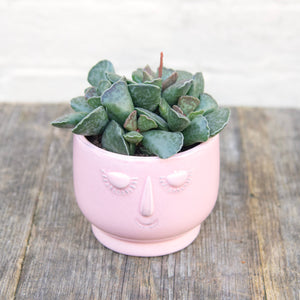 Adromischus Cooperi 'Plover Eggs Plant'